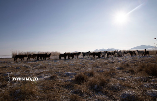 Онцлох фото: Хар ус нуурын шагшуурганд өвөлжиж буй адуун сүрэг